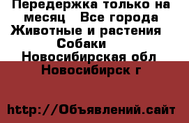 Передержка только на месяц - Все города Животные и растения » Собаки   . Новосибирская обл.,Новосибирск г.